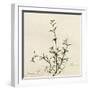 Thyme Moment-Albert Koetsier-Framed Premium Giclee Print