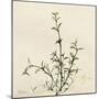 Thyme Moment-Albert Koetsier-Mounted Premium Giclee Print