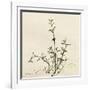 Thyme Moment-Albert Koetsier-Framed Art Print