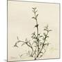 Thyme Moment-Albert Koetsier-Mounted Art Print