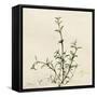 Thyme Moment-Albert Koetsier-Framed Stretched Canvas