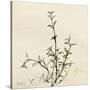 Thyme Moment-Albert Koetsier-Stretched Canvas