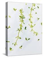 Thyme, Thymus Vulgare, Twigs, Leaves, Green-Axel Killian-Stretched Canvas