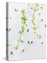 Thyme, Thymus Vulgare, Twigs, Leaves, Green-Axel Killian-Stretched Canvas