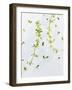 Thyme, Thymus Vulgare, Twigs, Leaves, Green-Axel Killian-Framed Photographic Print