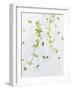 Thyme, Thymus Vulgare, Twigs, Leaves, Green-Axel Killian-Framed Photographic Print