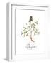 Thyme-Irina Trzaskos Studio-Framed Giclee Print