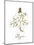 Thyme-Irina Trzaskos Studio-Mounted Giclee Print