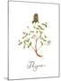 Thyme-Irina Trzaskos Studio-Mounted Giclee Print