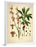 Thymelaeaceae-Vintage Lavoie-Framed Premium Giclee Print