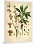 Thymelaeaceae-Vintage Lavoie-Mounted Premium Giclee Print