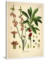 Thymelaeaceae-Vintage Lavoie-Stretched Canvas