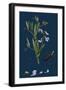 Thymus Chamaedrys; Larger Wild Thyme-null-Framed Giclee Print