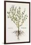 Thymus [Thyme], Illustration from 'De Historia Stirpium Commentarii Insignes' by Leonhard Fuchs,…-German School-Framed Giclee Print