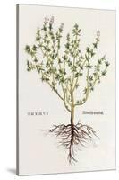 Thymus [Thyme], Illustration from 'De Historia Stirpium Commentarii Insignes' by Leonhard Fuchs,…-German School-Stretched Canvas