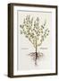 Thymus [Thyme], Illustration from 'De Historia Stirpium Commentarii Insignes' by Leonhard Fuchs,…-German School-Framed Giclee Print