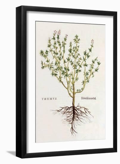 Thymus [Thyme], Illustration from 'De Historia Stirpium Commentarii Insignes' by Leonhard Fuchs,…-German School-Framed Giclee Print