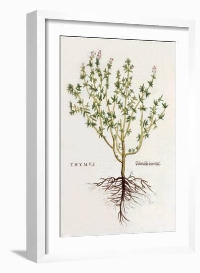 Thymus [Thyme], Illustration from 'De Historia Stirpium Commentarii Insignes' by Leonhard Fuchs,…-German School-Framed Giclee Print