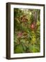 Ti Plant, Carambola Botanical Gardens, Roatan, Honduras-Lisa S. Engelbrecht-Framed Photographic Print