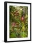 Ti Plant, Carambola Botanical Gardens, Roatan, Honduras-Lisa S. Engelbrecht-Framed Photographic Print