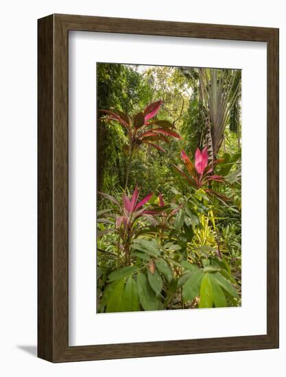 Ti Plant, Carambola Botanical Gardens, Roatan, Honduras-Lisa S. Engelbrecht-Framed Photographic Print