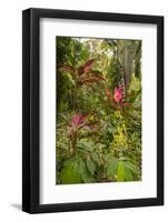 Ti Plant, Carambola Botanical Gardens, Roatan, Honduras-Lisa S. Engelbrecht-Framed Photographic Print