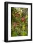 Ti Plant, Carambola Botanical Gardens, Roatan, Honduras-Lisa S. Engelbrecht-Framed Photographic Print