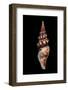 Tiariturris Spectabilis-Paul Starosta-Framed Photographic Print