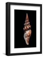 Tiariturris Spectabilis-Paul Starosta-Framed Photographic Print