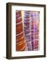 Tibetan Cherry (Prunus serrula) close-up of bark, growing in garden, England, February-Gary Smith-Framed Photographic Print