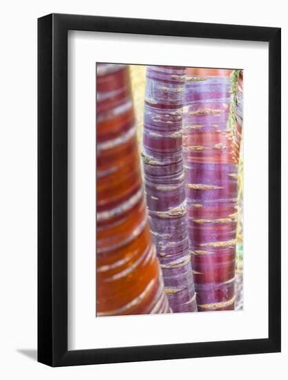 Tibetan Cherry (Prunus serrula) close-up of bark, growing in garden, England, February-Gary Smith-Framed Photographic Print