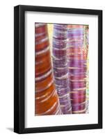 Tibetan Cherry (Prunus serrula) close-up of bark, growing in garden, England, February-Gary Smith-Framed Photographic Print