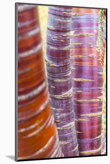 Tibetan Cherry (Prunus serrula) close-up of bark, growing in garden, England, February-Gary Smith-Mounted Photographic Print