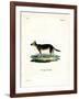 Tibetan Dog-null-Framed Giclee Print