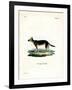 Tibetan Dog-null-Framed Giclee Print