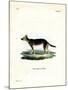 Tibetan Dog-null-Mounted Giclee Print