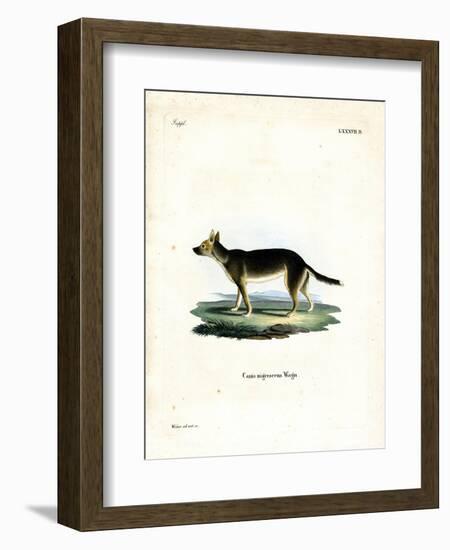 Tibetan Dog-null-Framed Giclee Print