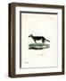 Tibetan Dog-null-Framed Giclee Print