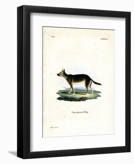 Tibetan Dog-null-Framed Giclee Print