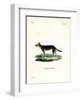 Tibetan Dog-null-Framed Giclee Print