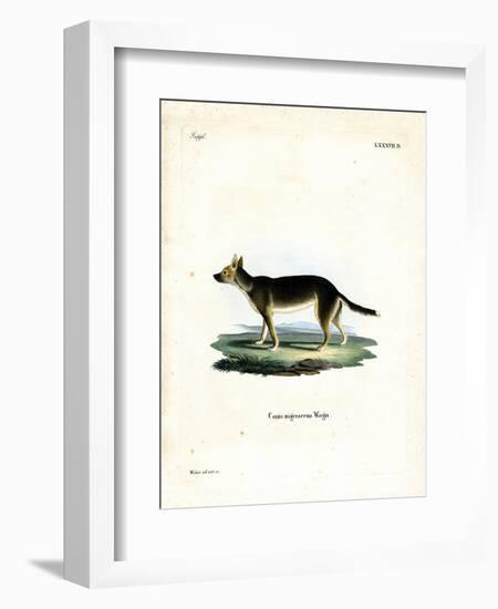 Tibetan Dog-null-Framed Giclee Print