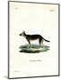 Tibetan Dog-null-Mounted Giclee Print