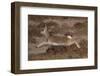 Tibetan gazelle leaping, in mid air, Tibetan Plateau, China-Staffan Widstrand / Wild Wonders of China-Framed Premium Photographic Print