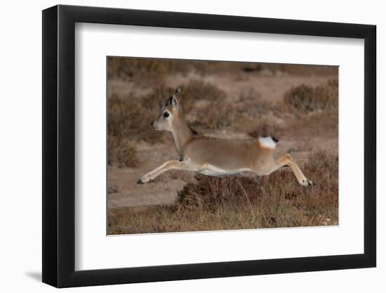 Tibetan gazelle leaping, in mid air, Tibetan Plateau, China-Staffan Widstrand / Wild Wonders of China-Framed Premium Photographic Print