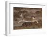 Tibetan gazelle leaping, in mid air, Tibetan Plateau, China-Staffan Widstrand / Wild Wonders of China-Framed Premium Photographic Print