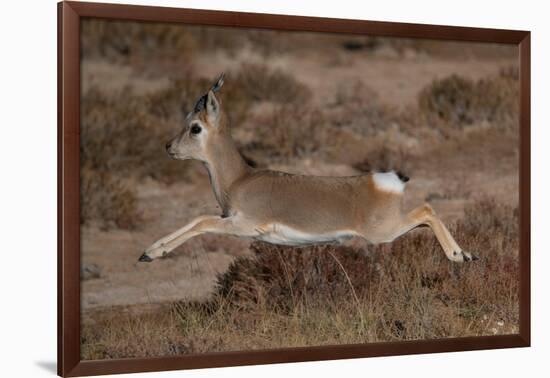 Tibetan gazelle leaping, in mid air, Tibetan Plateau, China-Staffan Widstrand / Wild Wonders of China-Framed Photographic Print