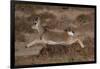 Tibetan gazelle leaping, in mid air, Tibetan Plateau, China-Staffan Widstrand / Wild Wonders of China-Framed Photographic Print