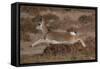 Tibetan gazelle leaping, in mid air, Tibetan Plateau, China-Staffan Widstrand / Wild Wonders of China-Framed Stretched Canvas