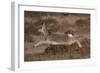 Tibetan gazelle leaping, in mid air, Tibetan Plateau, China-Staffan Widstrand / Wild Wonders of China-Framed Photographic Print