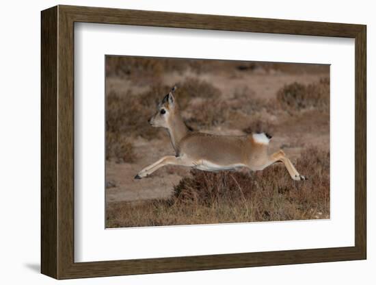 Tibetan gazelle leaping, in mid air, Tibetan Plateau, China-Staffan Widstrand / Wild Wonders of China-Framed Photographic Print